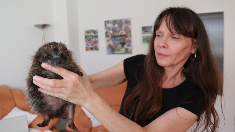 Mähroboter – eine tödliche Gefahr für den Igel Igelmutter Silvia Hille mit einem ihrer Schützlinge.