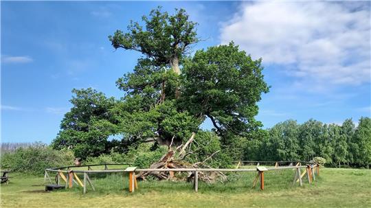 Ihr Alter wird auf mindestens 500 Jahre geschätzt. Kommende Woche soll die Hohne-Eiche bei Drei Annen Hohne feierlich als Nationalerbe-Baum gewürdigt werden.