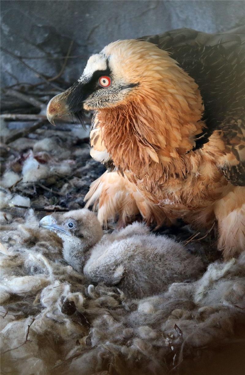 Bayerische Bartgeier sollen Zuwachs aus Österreich erhalten Im Alpenzoo in Innsbruck liegt ein Bartgeierküken in einem Nest. Zwei im Februar in Österreich geborene Junggeier sollen im Mai im bayerischen Nationalpark Berchtesgaden ausgewildert werden.