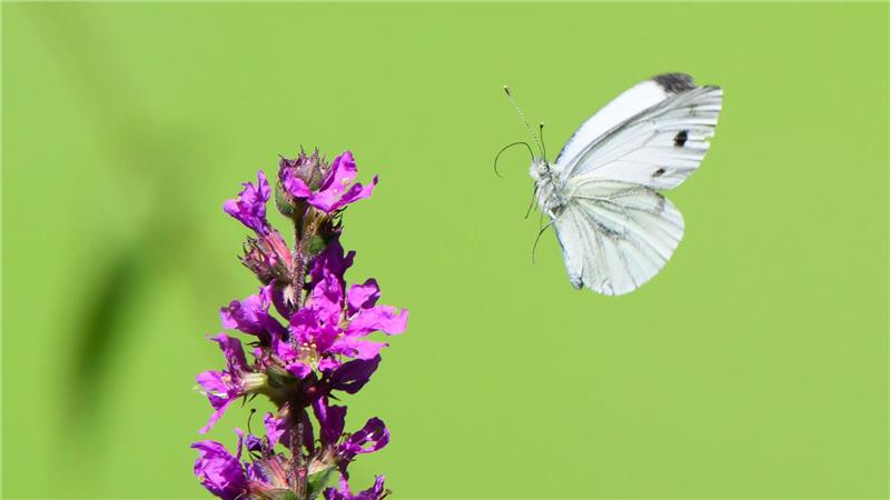 Bilder des Tages Im Anflug: Ein Kohlweißling fliegt im Naturschutzgebiet Leineaue bei Hannover auf eine Blüte zu.