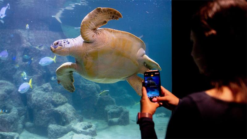 Tierisches Vergnügen - Pferd, Dackel und Katze im Museum Im Aquarium Wilhelmshaven tummeln sich Meeresbewohner. (Archivfoto)