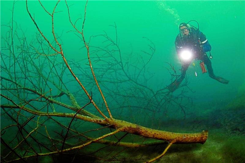 Im Auftrag des Fischereivereins schaffen Taucher mit Totholz unter Wasser Laichplätze für heimische Fische. Eine einmalige Aktion: Die Teiche sind kein Tauchrevier.