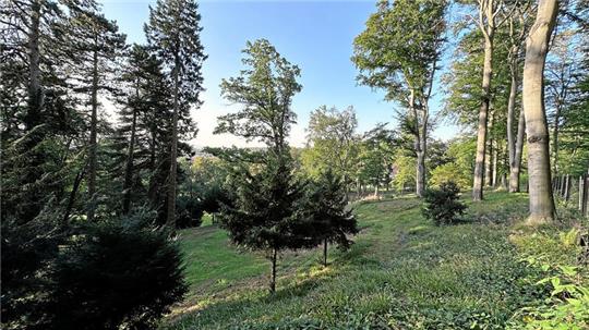 Im Bad Harzburger Lindenpark finden sich zahlreiche, meist weit über 100 Jahre alte Bäume. Nachdem hier mal ein Seniorenheim gebaut werden sollte, wurde über das Areal eine Veränderungssperre verhängt.