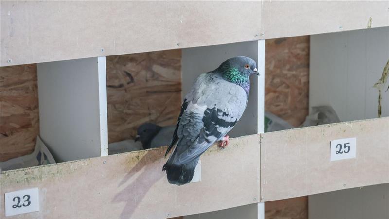 Im Bremer Taubenhaus werden die Eier der Tauben unauffällig gegen Gipseier ausgetauscht. 