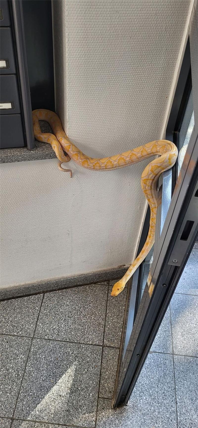 1,50 Meter lange Schlange in Hauseingang entdeckt Im Eingang eines Mehrfamilienhauses in Hannover-Stöcken wurde ein Python entdeckt. Foto: Polizei
