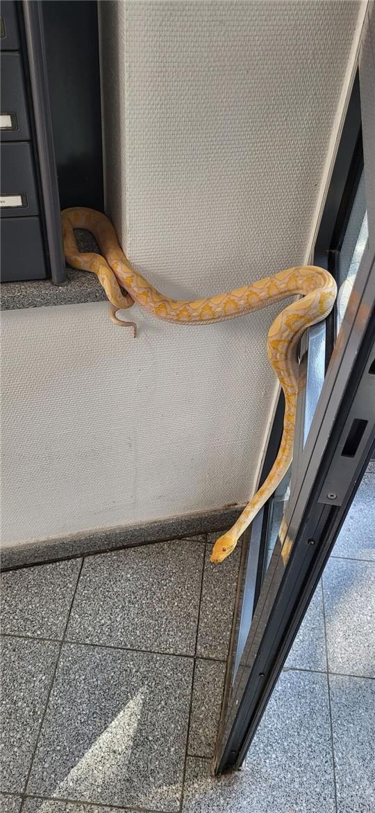 Im Eingang eines Mehrfamilienhauses in Hannover-Stöcken wurde ein Python entdeckt. Foto: Polizei