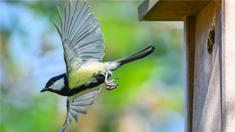 „Stunde der Gartenvögel“ - Bevölkerung soll Vögel zählen Im Fokus der Mitmachaktion stehen vertraute und weit verbreitete Vogelarten wie Meisen, Finken, Rotkehlchen und Spatzen. (Archivbild)
