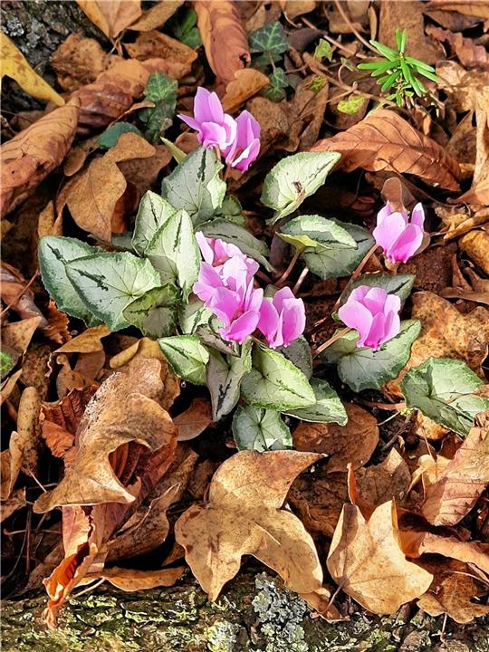 Im Garten blühen jetzt die Herbst-Alpenveilchen unter den Sträuchern. Fotos: Borchers/Privat