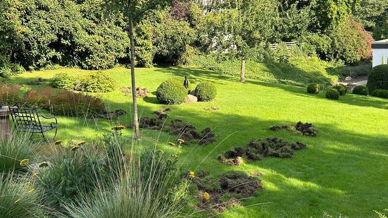 Wildschweine verwüsten mehrere Gärten in Bad Harzburg Im Garten des Ehepaars Volk graben die Wildschweine den Rasen um.