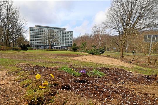 Im Garten des Rammelsberghauses wurden von der Junicke-Gruppe neun Bäume gefällt. Der Landkreis will ein Ordnungswidrigkeitsverfahren einleiten.  Foto: Epping