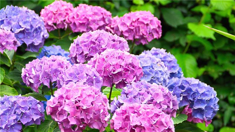 Im Garten erfreuen die Blüten der Bauernhortensie den ganzen Sommer.