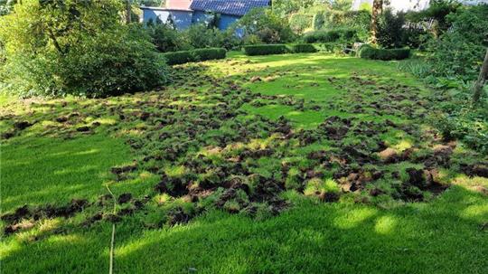 Im Garten von Reinhard Stock haben die Wildschweine bereits zum siebten Mal gewütet.