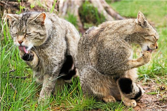 Im Gegensatz zu Hauskatzen haben Wildkatzen schwarze Fußsohlen – so wie Fritzi und Clarence aus dem Nabu-Wildkatzen-Erlebniszentrum. Foto: GZ-Archiv