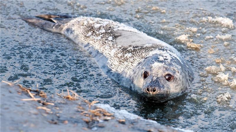 Im Gegensatz zu den Seehunden liegt die Geburtenzeit der Kegelrobben im Winter. 