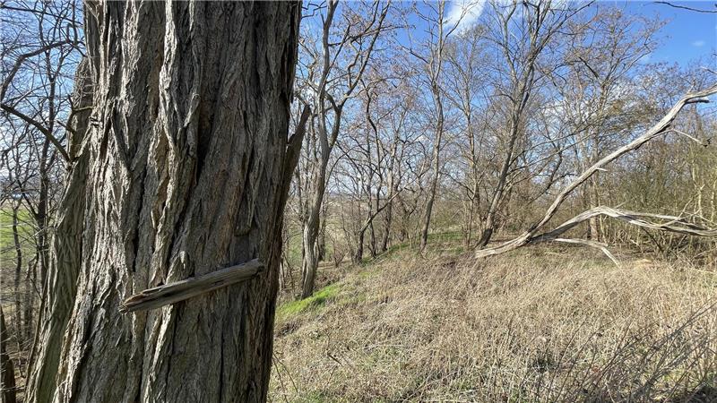 Forschung: Welche Geheimnisse gibt die Isiburg bei Schladen frei? Ein Steilhang in einem Wäldchen.