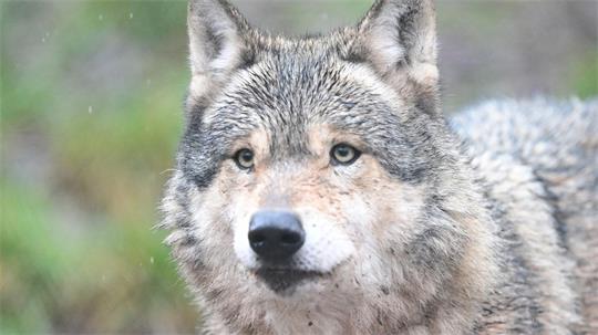 Im Hamburger Westen gibt es Meldungen über die Sichtung eines Wolfes. (Archivbild)