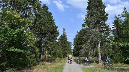Im Harz führen zahlreiche Radstrecken durch die Wälder. (Archivbild)