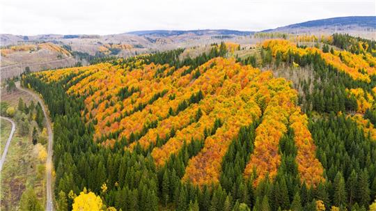 Im Harz sollen bald wertvolle Rohstoffe gesucht werden. (Archivbild)