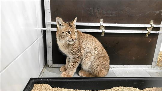 Im Januar wurde diese junge Luchsin nahe Lochtum in einer Waschbärfalle entdeckt. Das Foto entstand kurz danach in der Quarantänestation des Nationalparks in Oderhaus. Am Montag wird das Tier im Solling ausgewildert. Foto: Nationalpark Harz