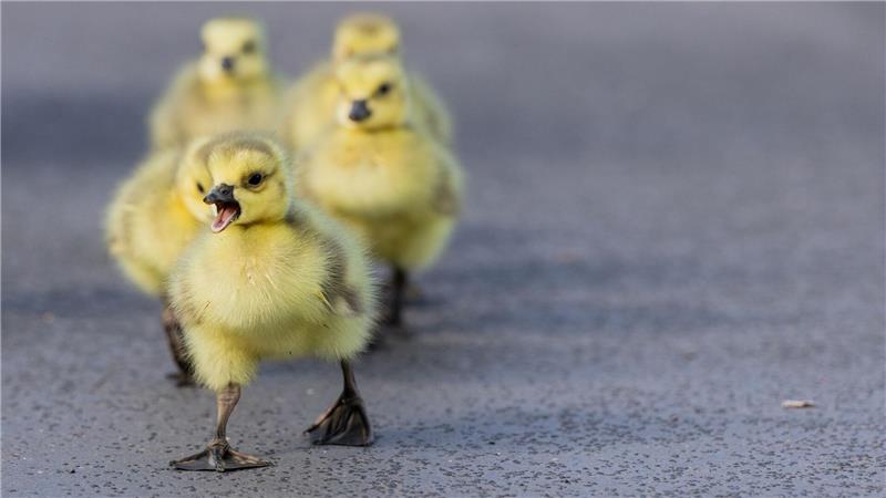 Im Kükenmarsch - Kleine Kanadagänse unterwegs