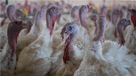 Im Landkreis Grafschaft Bentheim müssen weitere 25.500 Putenhähne getötet werden. (Archivbild)