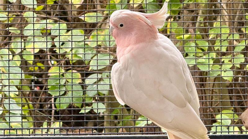 Vogelgrippe bedroht Australiens einzigartige Tierwelt Im Lone Pine Koala Sanctuary leben die meisten Vögel in Volieren, wie dieser Inka-Kakadu.
