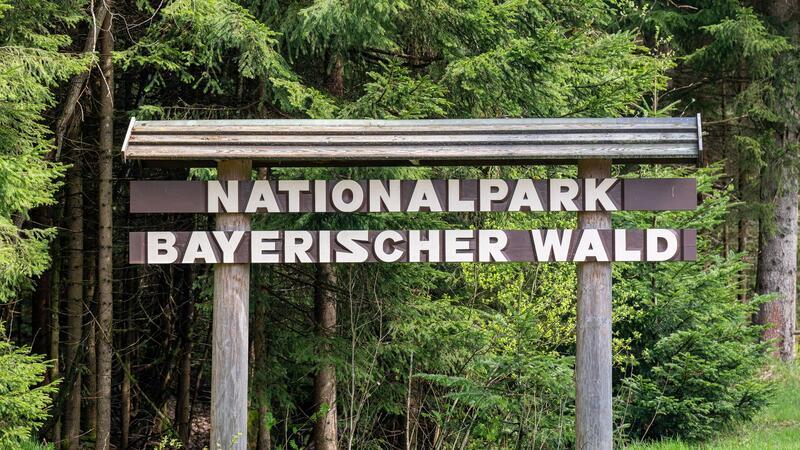 Bäume impfen, um seltene Pilze anzusiedeln Im Nationalpark Bayerischer Wald werden Bäume mit Pilzen geimpft.
