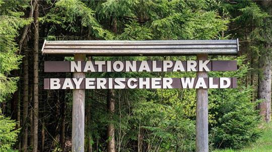 Im Nationalpark Bayerischer Wald werden Bäume mit Pilzen geimpft.