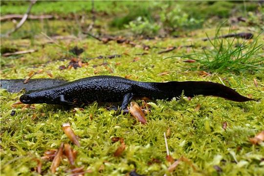 Im Nationalpark Harz sind erstmals Exemplare des streng geschützten Nördlichen Kammmolchs gefunden worden. Foto: Martin Baumgartner/Nationalpark Harz/dpa