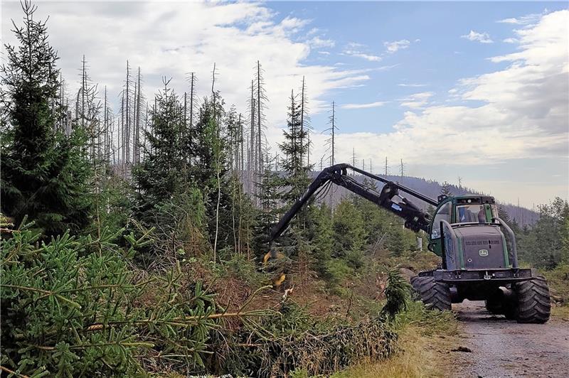 Im Nationalpark Harz wird aufgeräumt. Nach dem Brockenbrand im vergangenen September wird über Feuerschneisen und Totholz diskutiert.  Foto: Privat
