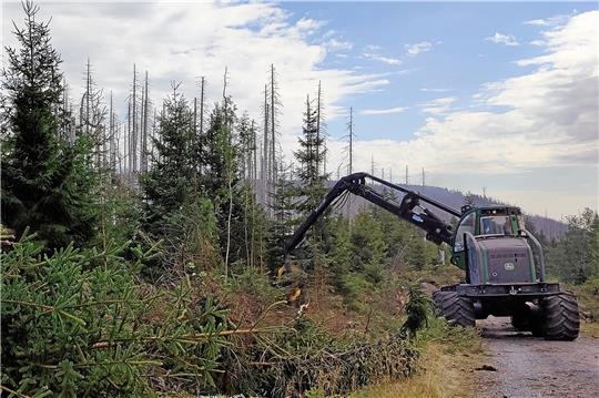 Im Nationalpark Harz wird aufgeräumt. Nach dem Brockenbrand im vergangenen September wird über Feuerschneisen und Totholz diskutiert.  Foto: Privat