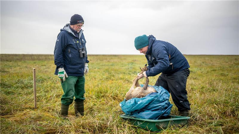 Im Nationalpark Niedersächsisches Wattenmeer werden im Rahmen des Kadaver-Forschungsprojekts regelmäßig tote Rehe und Seehunde ausgelegt. 