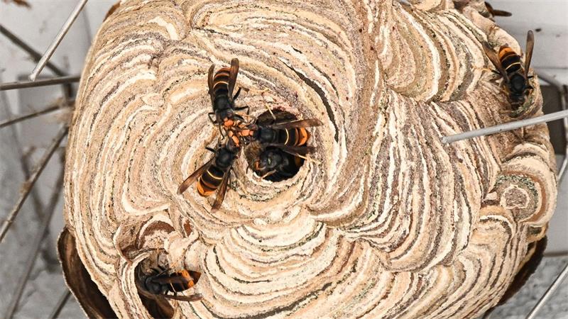 Exotische Hornisse gesichtet - das macht sie gefährlich Im Nest der Asiatischen Hornisse leben mitunter Tausende Tiere. (Illustration)