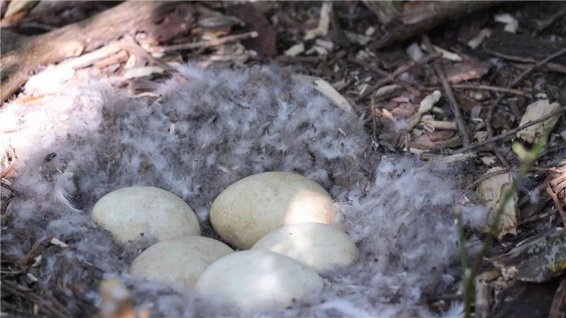Im Nest einer Kanadagans können fünf oder auch mehr Eier liegen.