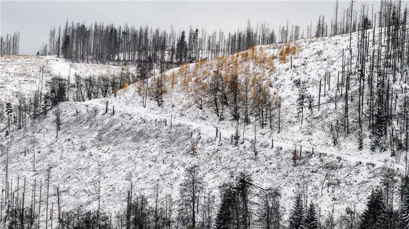 Im Oberharz fällt in den kommenden Tagen Schnee. (Archivbild)