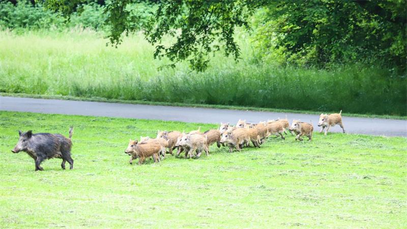 Eine Wildschwein-Rotte läuft über eine Grünfläche. 