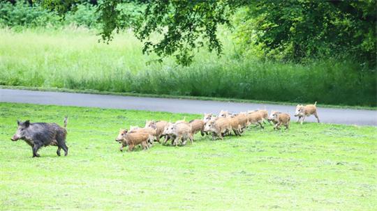 Eine Wildschwein-Rotte läuft über eine Grünfläche. 