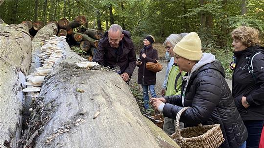 Im Riefenbachtal bei Bad Harzburg zeigt Pilz-Experte Hans Manhart (l.) was an abgelagertem Holz alles sprießen kann.