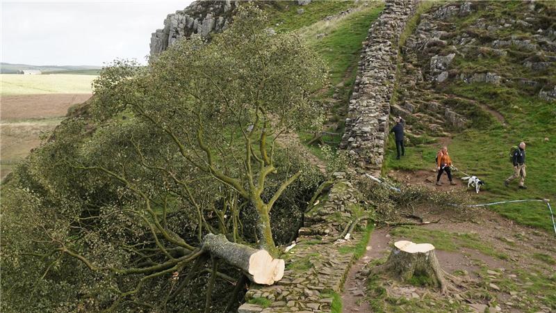 Alter von illegal gefälltem Robin-Hood-Baum bestimmt Im September 2023 wurde er nachts von zwei Männern gefällt. Der Vorfall sorgte für große Betroffenheit in Großbritannien und weit darüber hinaus. (Archivfoto)