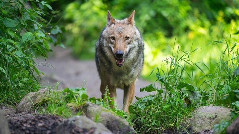 Im Sommer war nach Angaben der Nationalparkverwaltung zum ersten Mal ein Wolf auf der Nordseeinsel Norderney entdeckt worden. (Symbolbild)