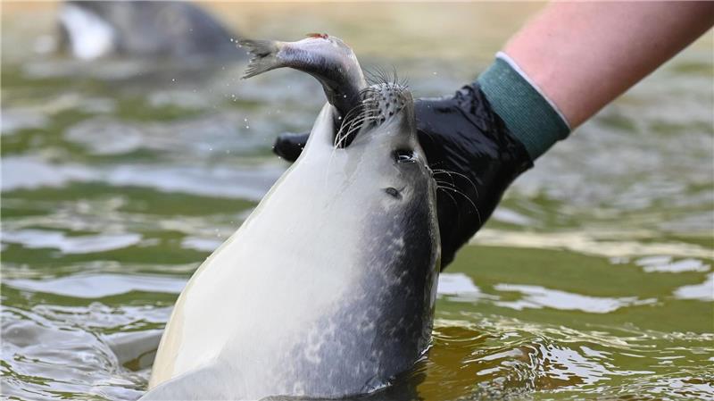 Im Sommer werden mehrere Tonnen Fisch pro Woche verfüttert.