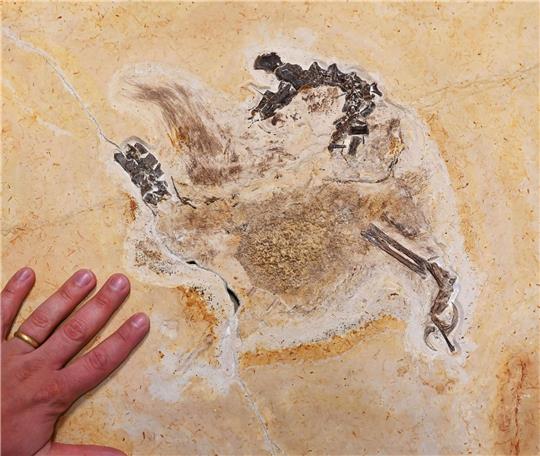 Im Staatlichen Museum für Naturkunde Karlsruhe wird das Fossil eines «Ubirajara jubatus» Sauriers gezeigt. Das wohl unrechtmäßig nach Baden-Württemberg gebrachte Fossil ist inzwischen zurück in Brasilien.