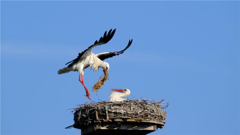 Zwei Störche im Nest 