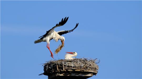 Zwei Störche im Nest 
