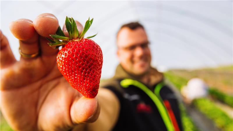 Erdbeeren zu Saison-Tiefpreisen - so viel kostet die Schale Im Süden Deutschlands sind bereits rund 70 Prozent der Saison geerntet - hier Obstbaumeister Dominic Ell in Oberkirch im badischen Ortenaukreis.