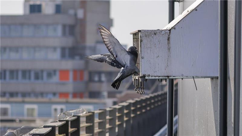 Im Taubenhaus in der Bremer Innenstadt finden Tauben ein sauberes Zuhause mit artgerechtem Futter und Nistplätzen.