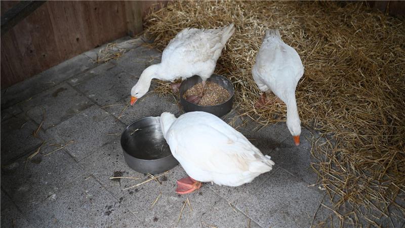 Im Tierpark sind die Gänse nun zunächst in einem Stall untergebracht. 