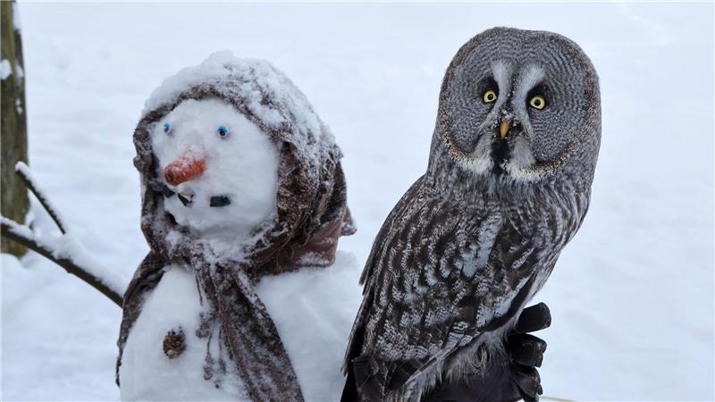 Im Vogelpark in Marlow hat sich der Bartkauz „Emilia“ auf einem Schneemann niedergelassen, den die Tierpfleger für die Vögel gemacht haben. 