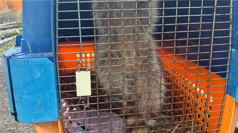 Osterhase wird zum Waschbär-Nest Im Waldzoo wird die Waschbären-Familie aufgepäppelt.