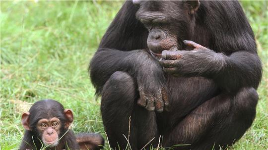 Im Zoo in Bremerhaven ist ein Schimpansenbaby eingeschläfert worden. (Symbolbild)